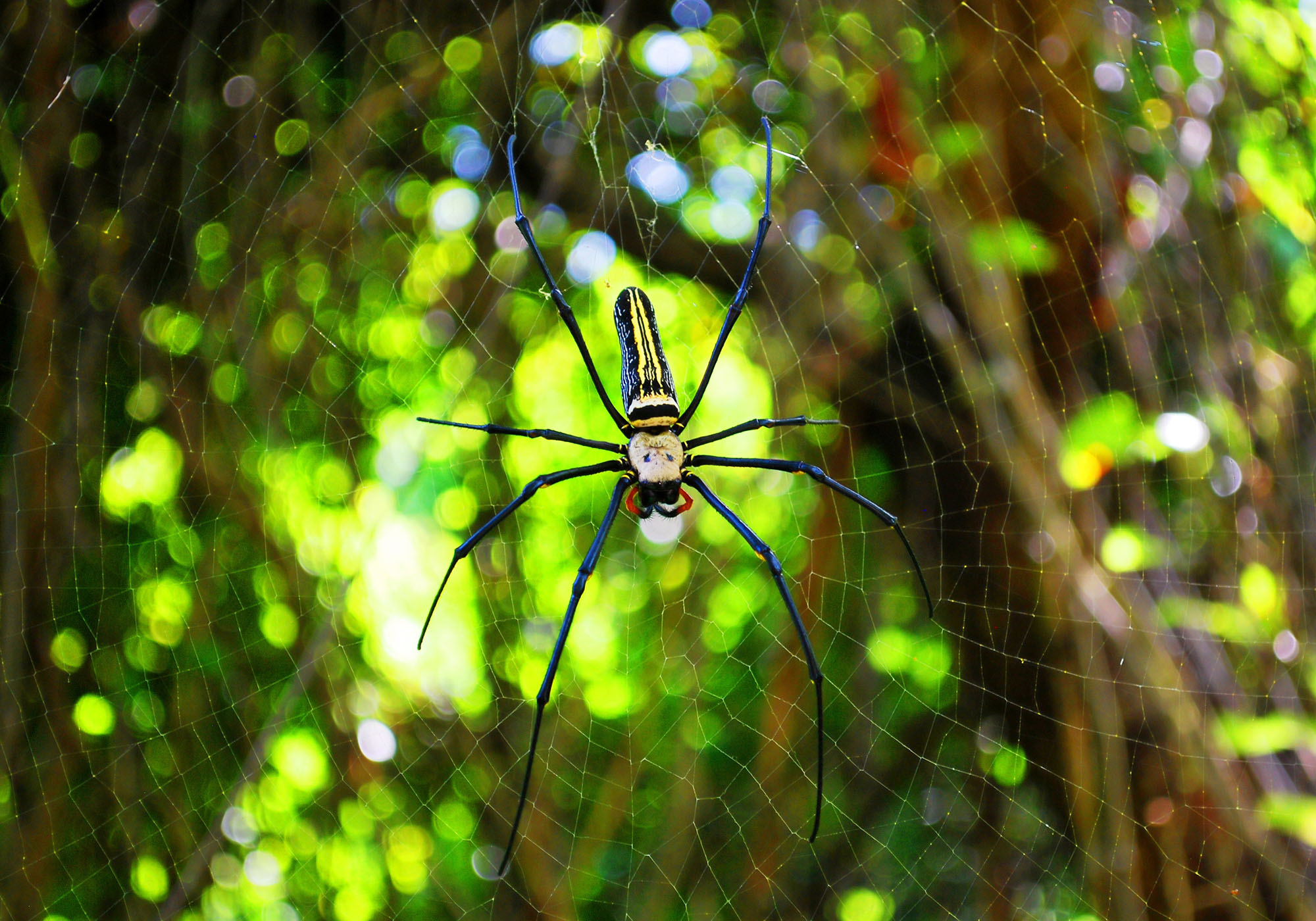 animal-arachnid-blur-276430