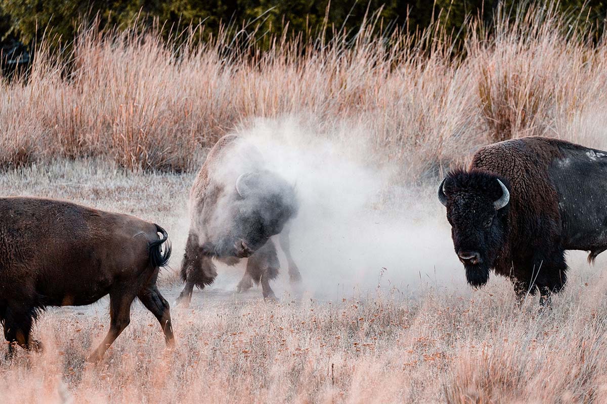 Reporter Deion Broxton’s Reaction To These Approaching Bison Is Comedy!