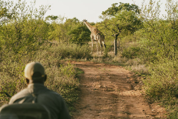 How To Book A Safari On A Budget